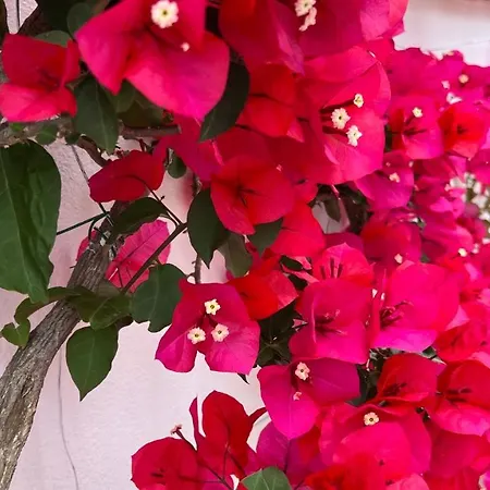 Victoria Place Hotel Anacapri (Isola di Capri)